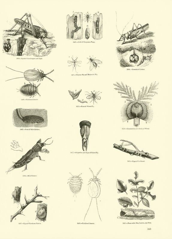Sida från The Pictorial Museum of Animated Nature av English School