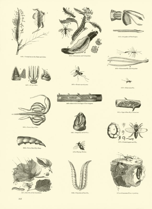 Sida från The Pictorial Museum of Animated Nature av English School