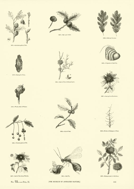 Sida från The Pictorial Museum of Animated Nature av English School
