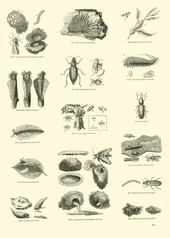 Sida från The Pictorial Museum of Animated Nature av English School