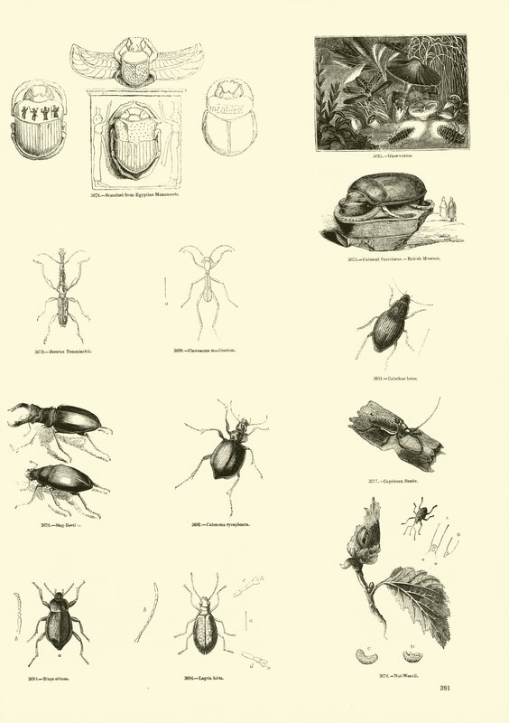 Sida från The Pictorial Museum of Animated Nature av English School