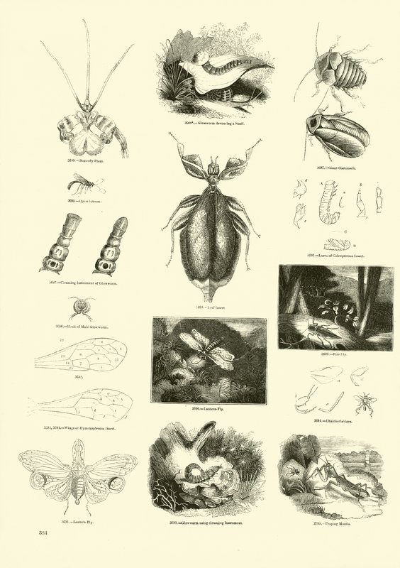 Sida från The Pictorial Museum of Animated Nature av English School