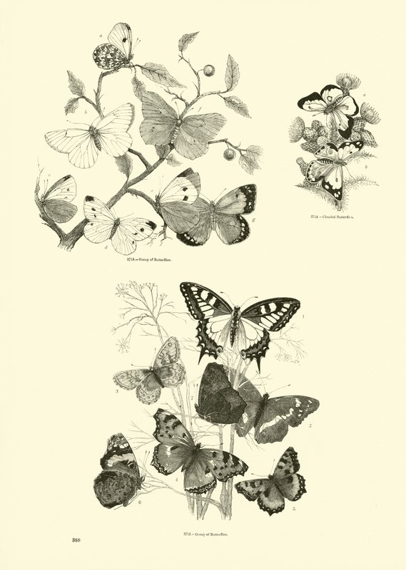 Sida från The Pictorial Museum of Animated Nature av English School