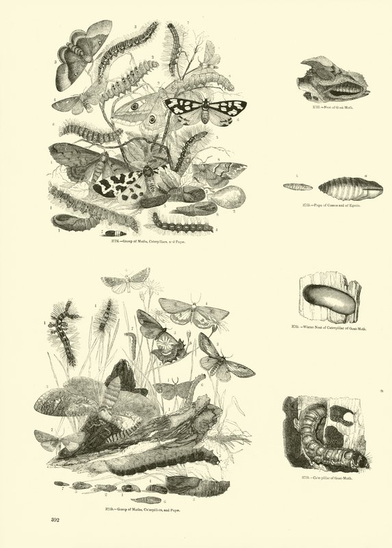 Sida från The Pictorial Museum of Animated Nature av English School