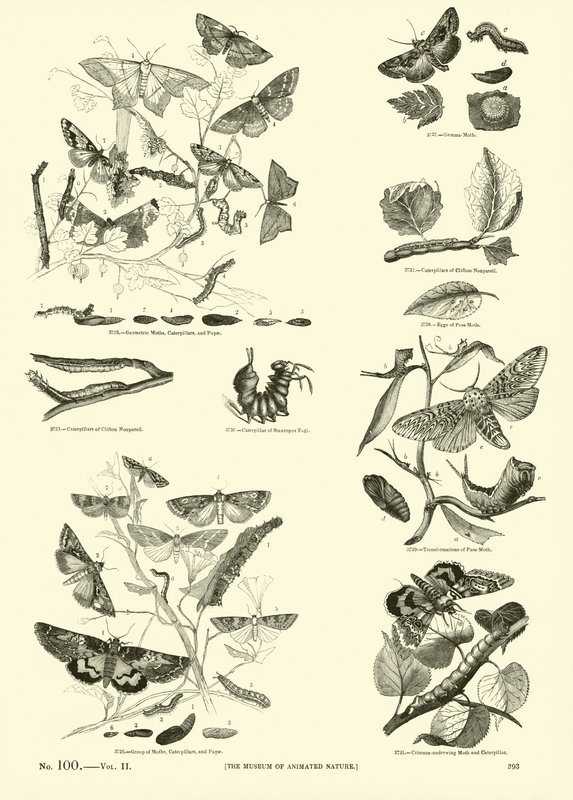 Sida från The Pictorial Museum of Animated Nature av English School