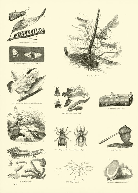 Sida från The Pictorial Museum of Animated Nature av English School
