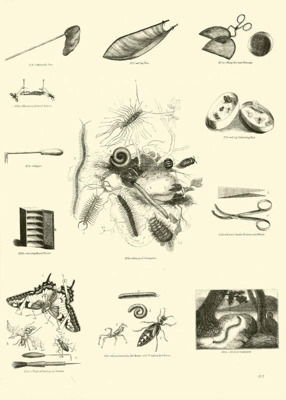 Sida från The Pictorial Museum of Animated Nature av English School