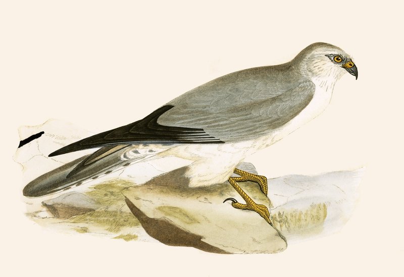 Pale Chested Harrier, illustration från "A History of the Birds of Europe Not Observed in the British Isles" av Charles Robert Bree (1811-86), publicerad 1867 (lito i färg) av English School
