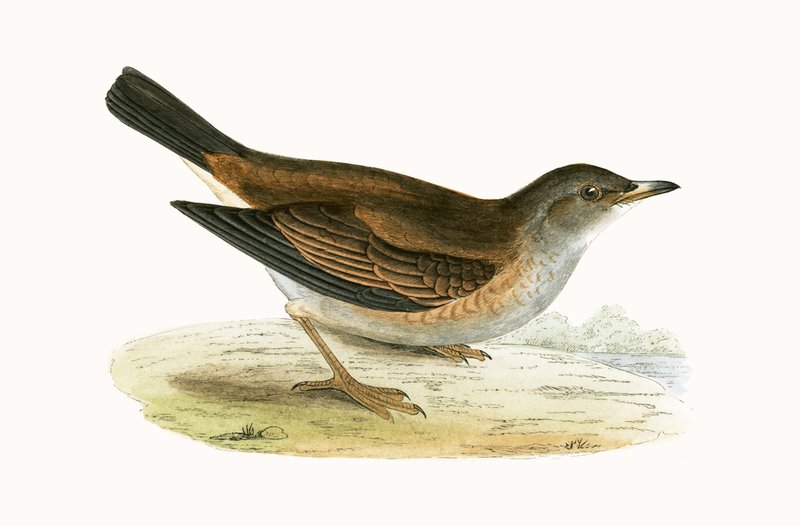 Pale Thrush, illustration från "A History of the Birds of Europe Not Observed in the British Isles" av Charles Robert Bree (1811-86), publicerad 1867 av English School
