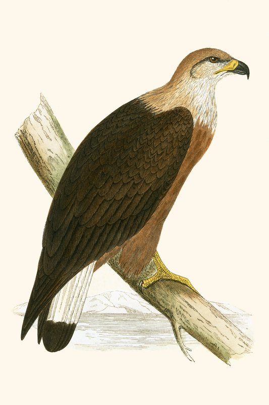 Pallas havsörn, illustration från "A History of the Birds of Europe Not Observed in the British Isles" av Charles Robert Bree (1811-86), publicerad 1867 av English School