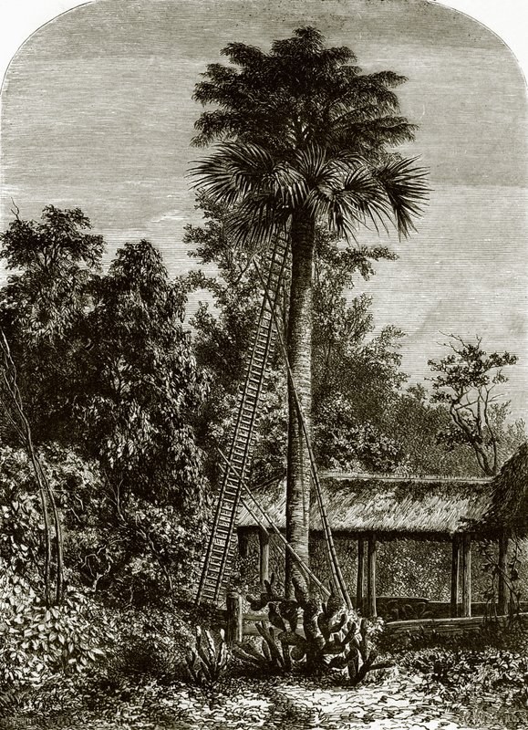 Palm i stora Andaman av English School