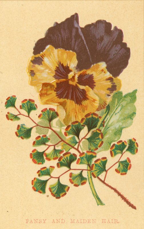 Pansy och Maiden Hair av English School