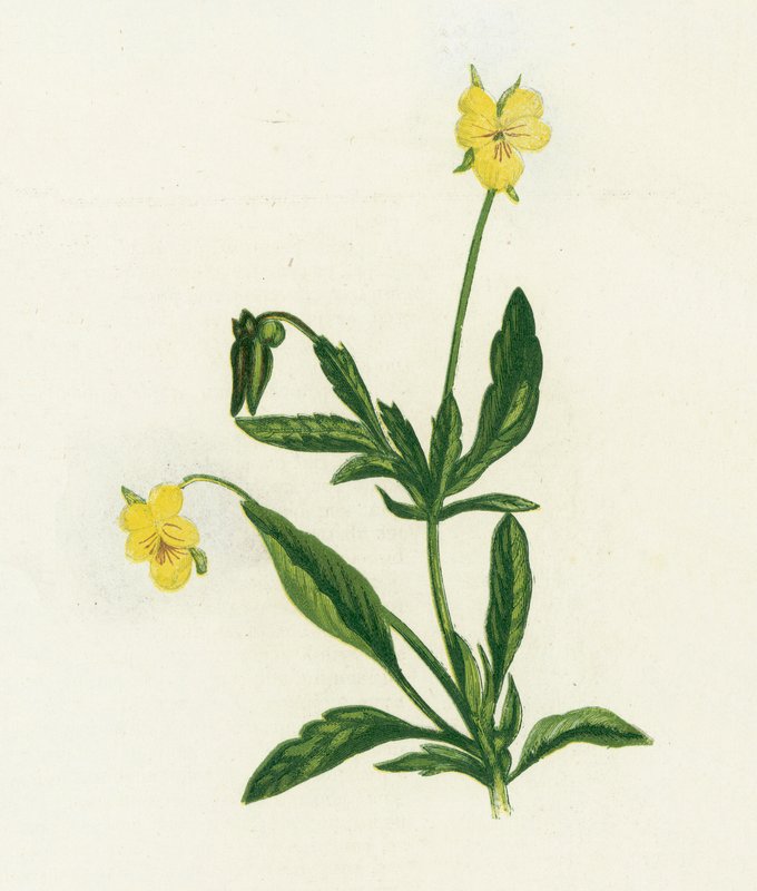 Pansy, eller Heartsease, Viola Tricolor av English School