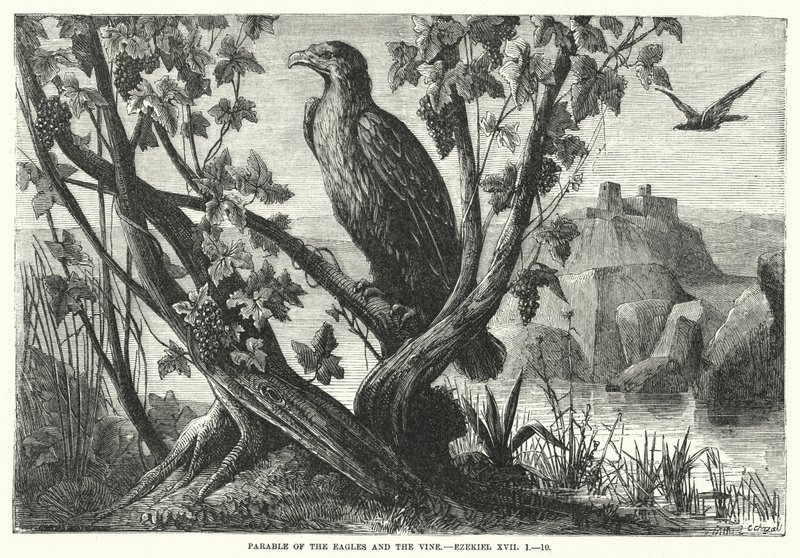 Liknelsen om örnarna och vinrankan, Hesekiel XVII av English School