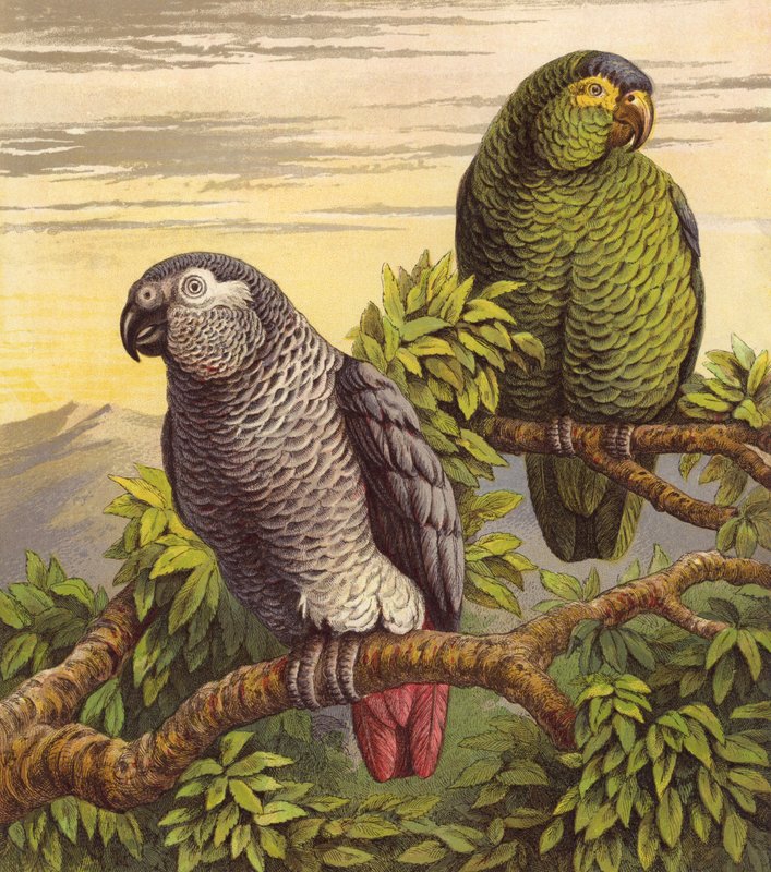 Papegojor (färg litho) av English School