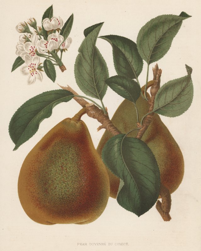 Pear Doyenne du Comice (färglitografi) av English School