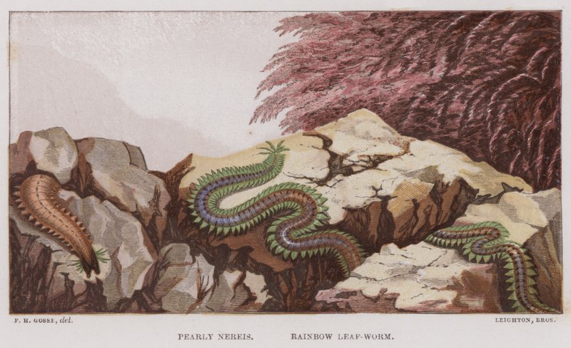Pearly Nereis, Rainbow Leaf-Worm (färg litho) av English School