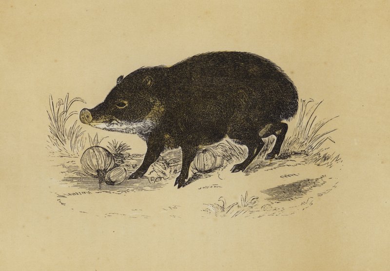 Peccary (färglitografi) av English School