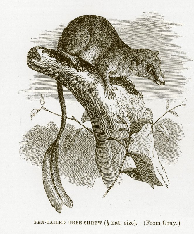 Pennstjärtsmössa, illustration från The Royal Natural History av English School