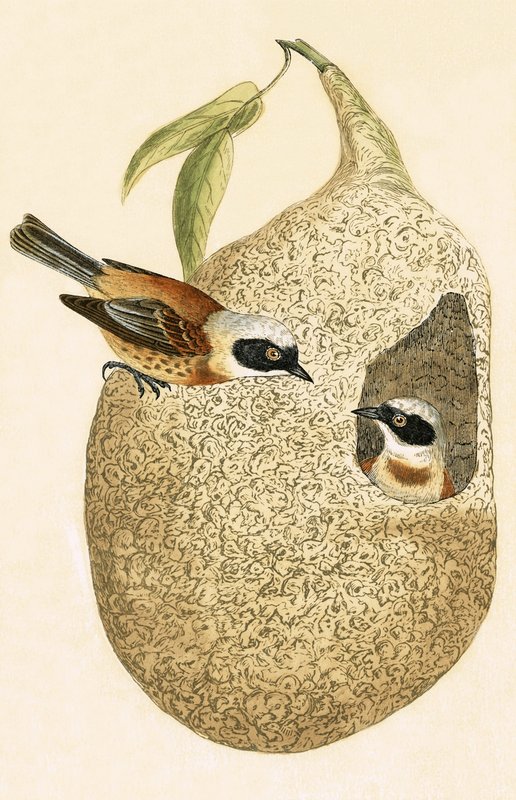 Penduline Tit, illustration från 