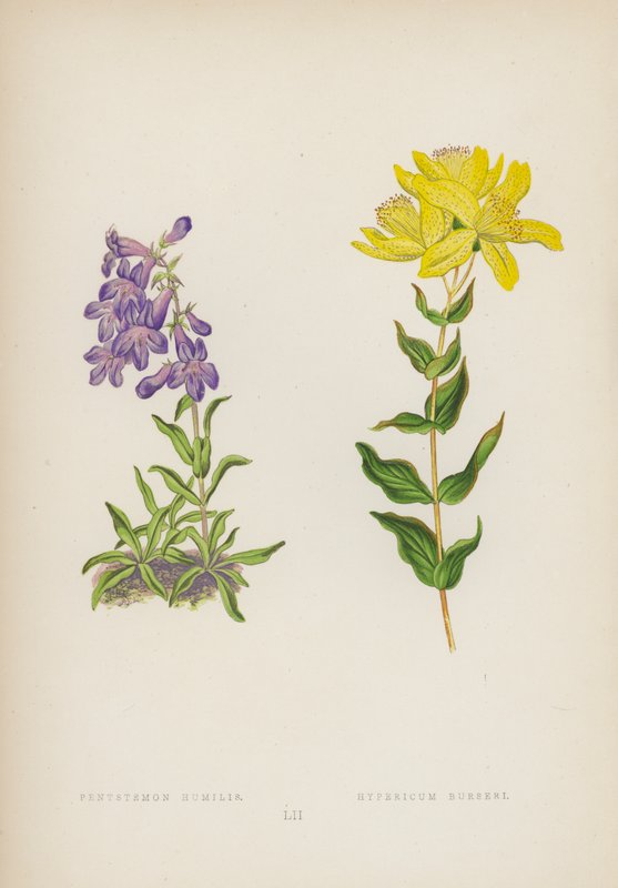 Den ödmjuka Pentstemon; Hypericum Burseri (färg litho) av English School