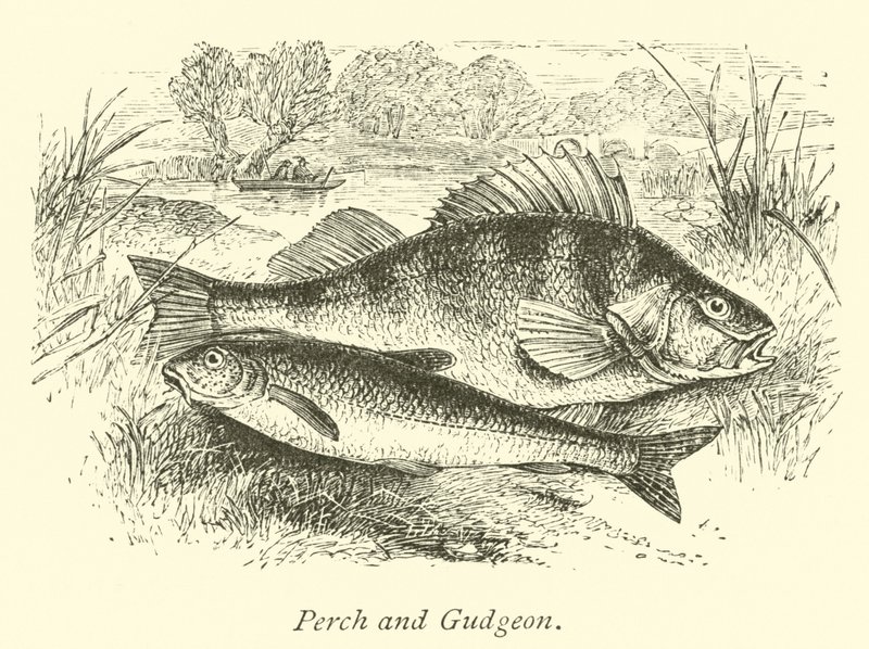 Abborre och Gudgeon av English School