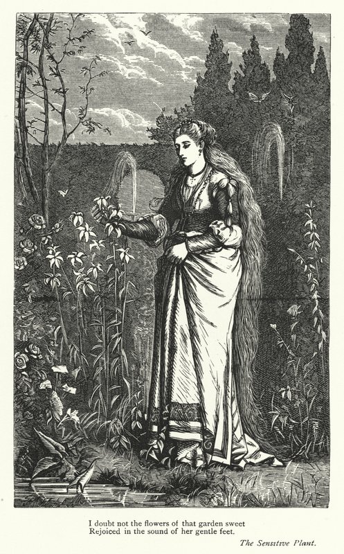 Percy Bysshe Shelley: Illustration till The Sensitive Plant (gravyr) av English School