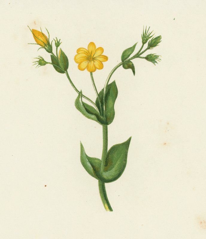 Perfoliate Yellow Wort, Chlora Perfoliata (färg litho) av English School