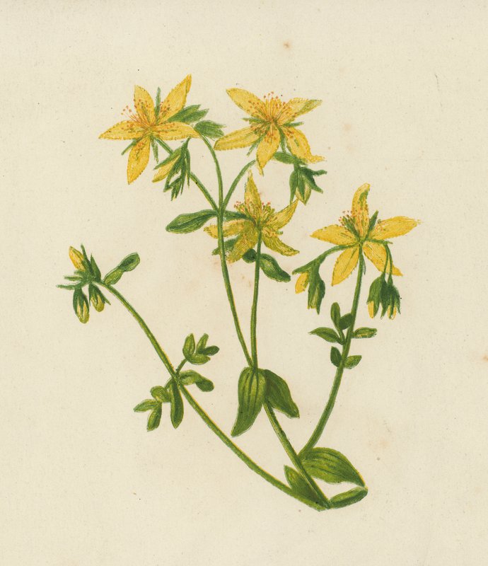 Perforerad johannesört, Hypericum Perforatum (färglitografi) av English School