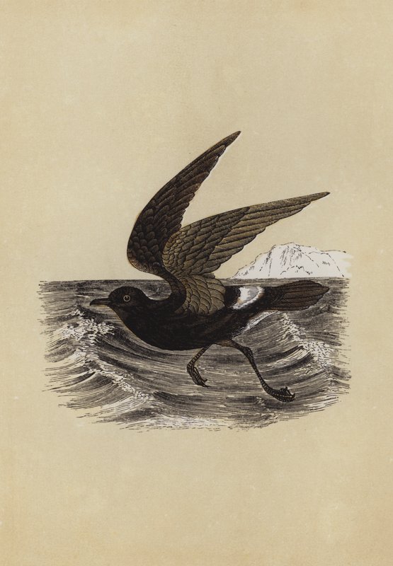 Petrel (färglitografi) av English School