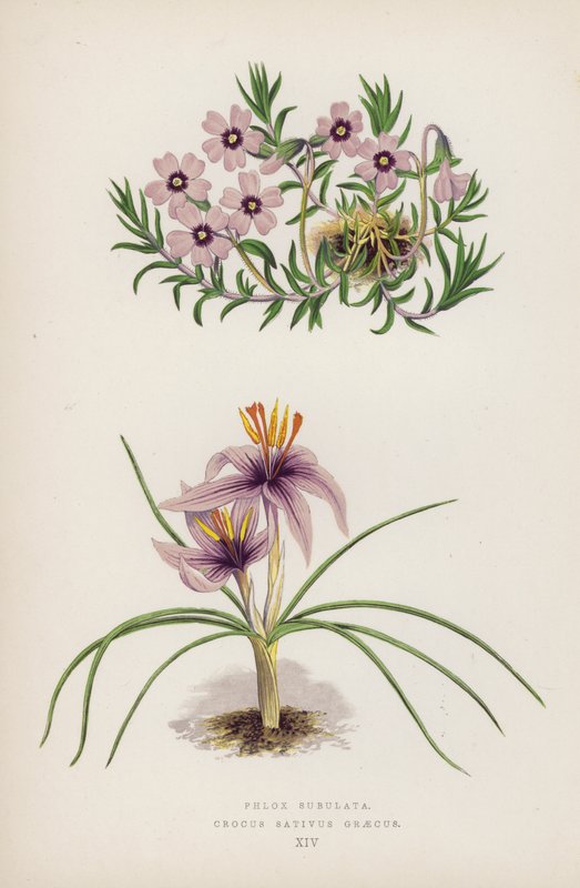 Phlox Subulata; Crocus sativus Greecus (färg litho) av English School