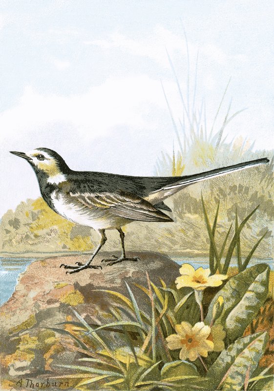 Pied Wagtails Upega Tafa