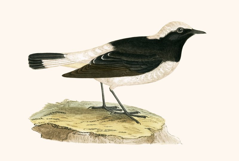 Pied Wheatear, illustration från "A History of the Birds of Europe Not Observed in the British Isles" av Charles Robert Bree (1811-86), publicerad 1867 av English School