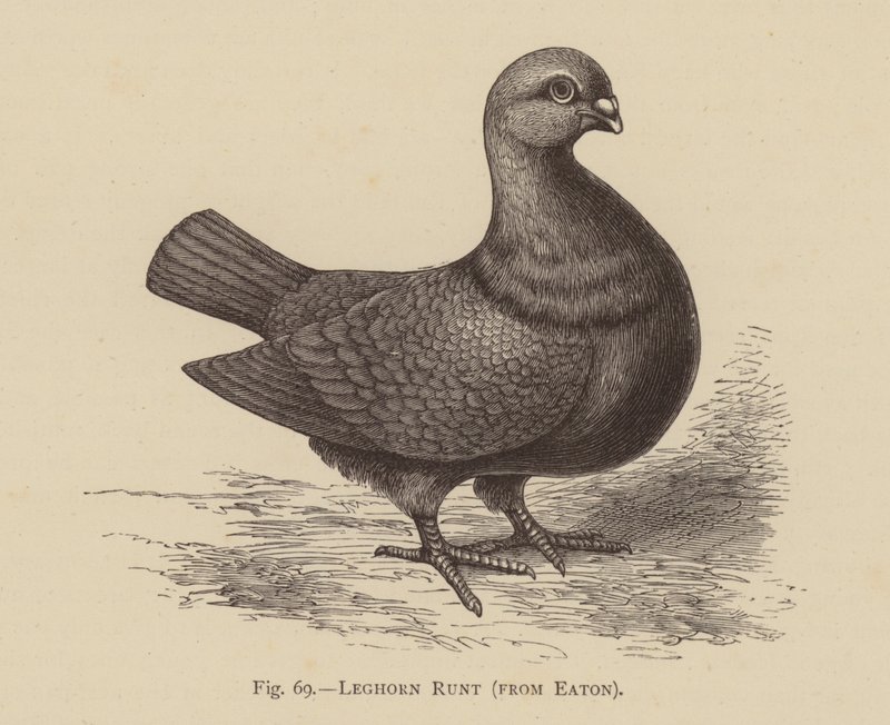 Duvor: Leghorn Runt, från Eaton (gravyr) av English School