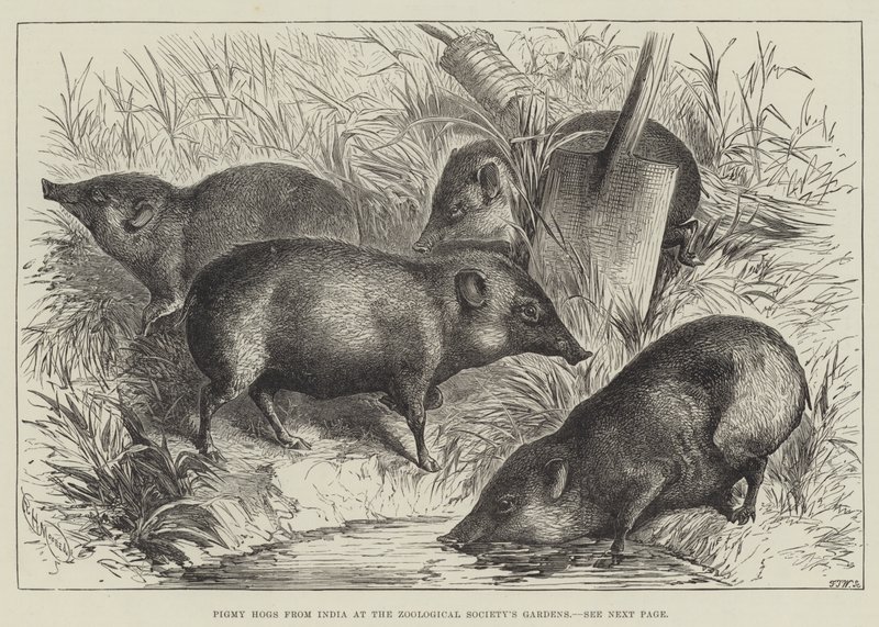 Pigmy Hogs från Indien vid Zoological Society
