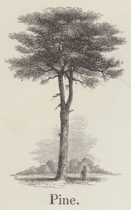 Tall (gravyr) av English School
