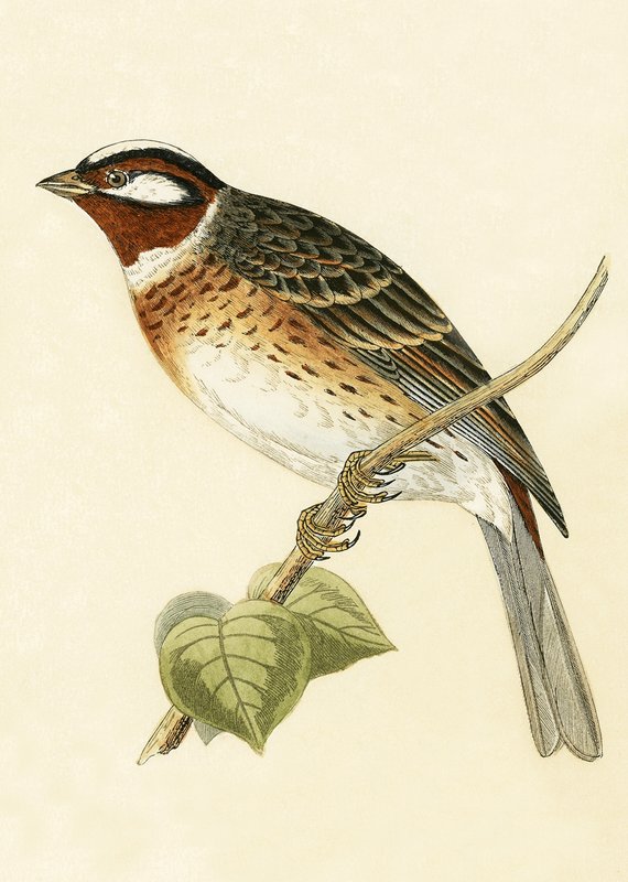 Pine Bunting, illustration från "A History of the Birds of Europe Not Observed in the British Isles" av Charles Robert Bree (1811-86), publicerad 1867 av English School