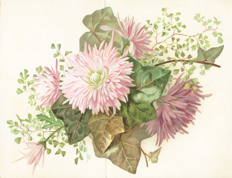 Rosa blommor (dahlia), kort av English School