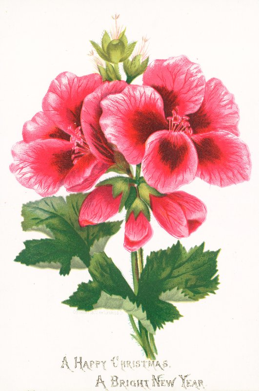 Rosa blommor, julkort av English School