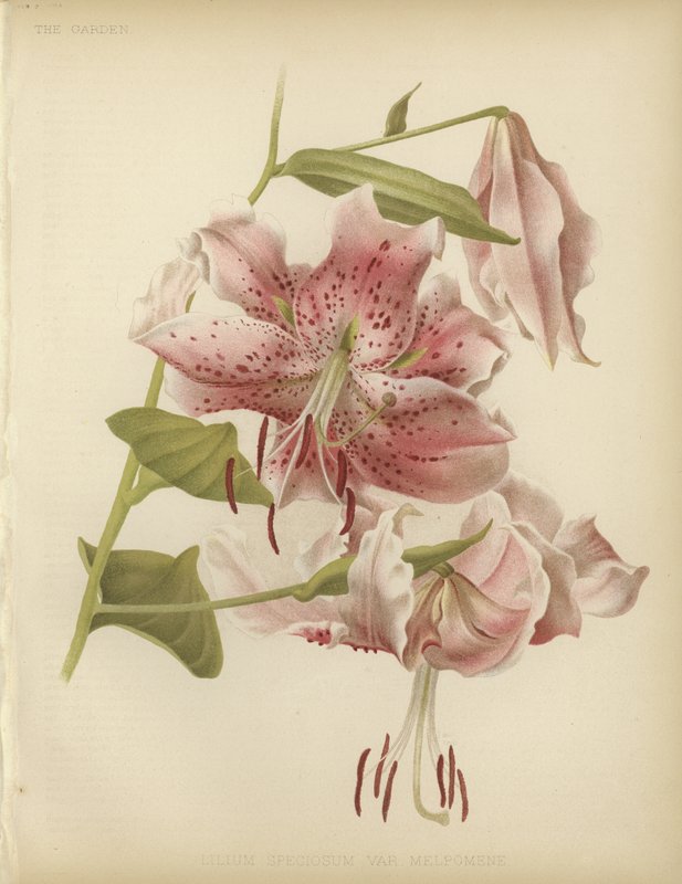Rosa lilja av English School
