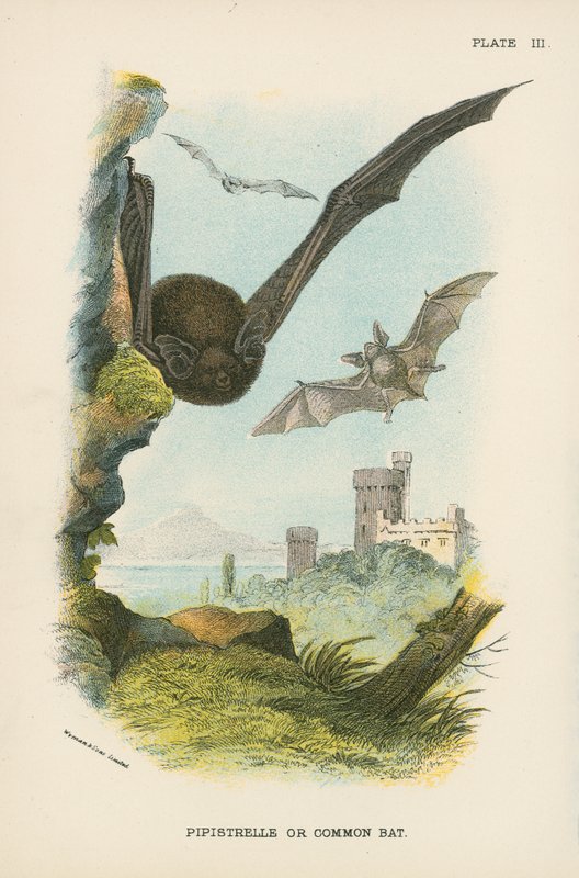 Pipistrelle eller vanlig fladdermus av English School
