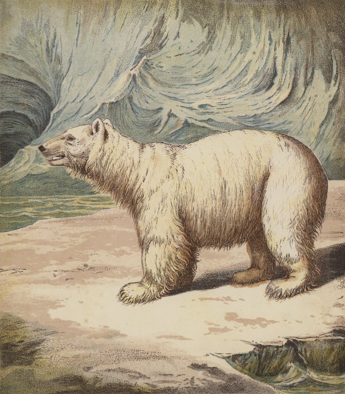 Isbjörn (färg litho) av English School