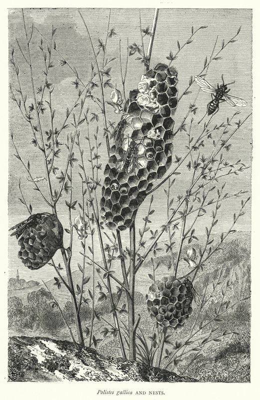 Polistes gallica och bon (gravyr) av English School