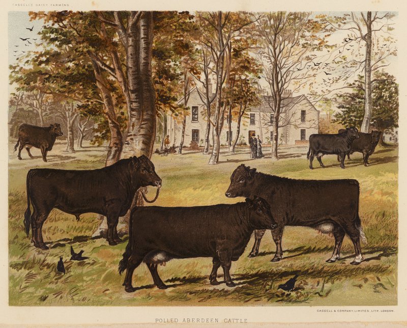 Polled Aberdeen Cattle (färglitografi) av English School