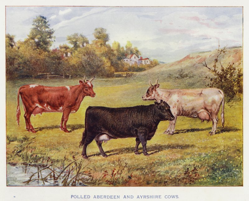 Polled Aberdeen och Ayrshire Cows av English School