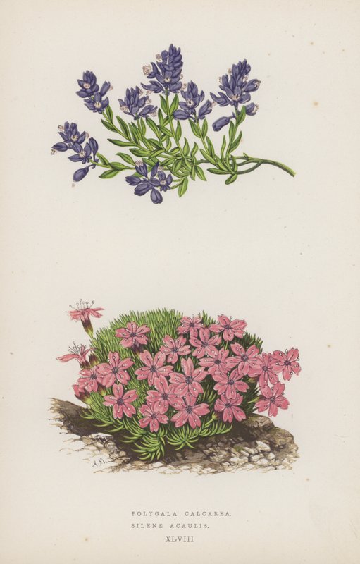 Polygala Calcarea; Silene Acaulis (färglitografi) av English School