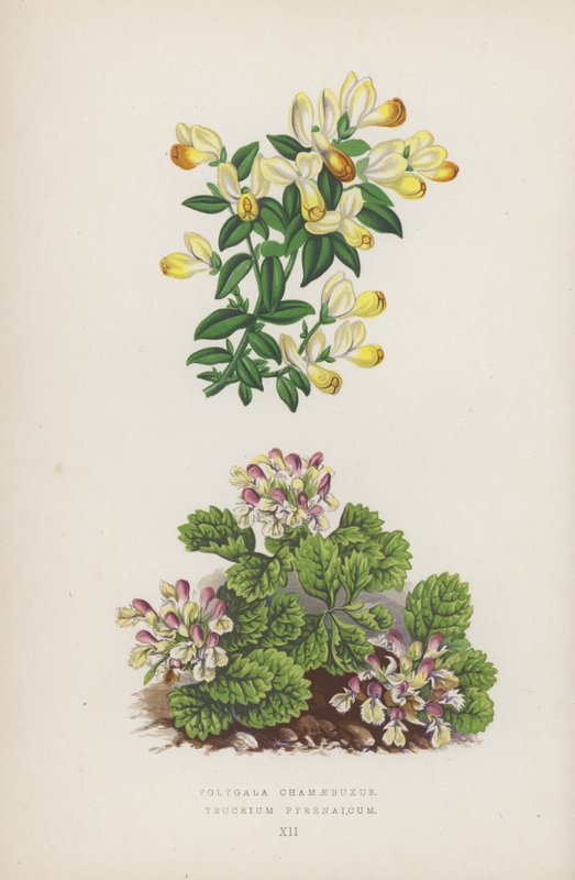 Polygala Chamaebuxus; Teucrium Pyrenaicum (färglitografi) av English School