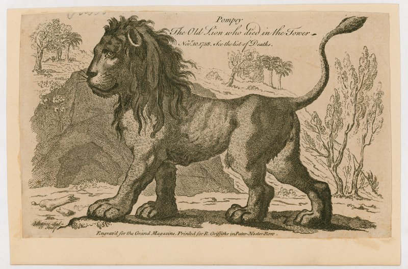 Pompey, det populäraste lejonet i Tower of London. 1758 av English School