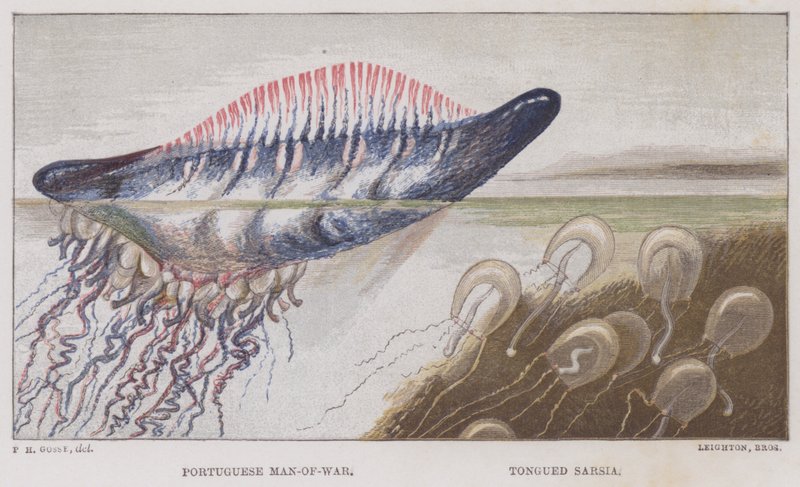 Portugisisk krigsman, Tongued Sarsia (färg litho) av English School