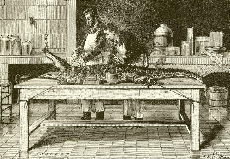 Kraften i en krokodil käkar av English School